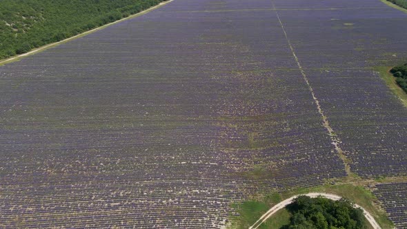 Morning Large Field with Lavender That Bloomed in the Summer in the Crimea