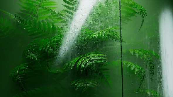 Beautiful fern behind the wet glass. Natural forest's plants in the greenhouse.