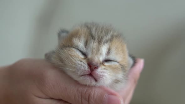 Asian Woman Hand Holding Newborn Kitten