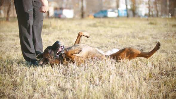 A German Shepherd Dog Rolling Over on a Trainer's Command