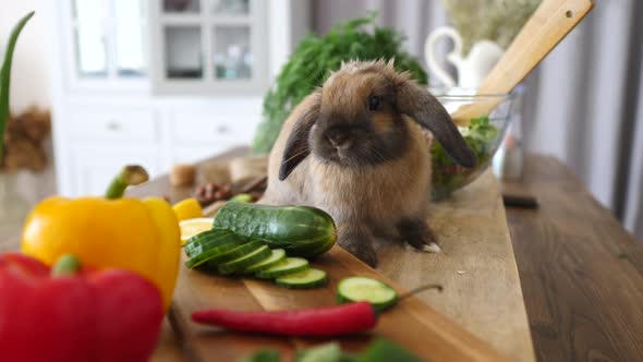 Rabbit Eating Fresh Salad On Kitchen. Healthy Eating Concept.