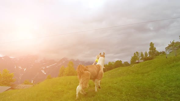 Woman Running with Alpaca on Comino Mount