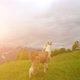 Woman Running with Alpaca on Comino Mount - VideoHive Item for Sale