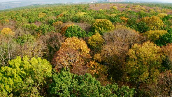 Autumn landscape. Flying over the colorful trees of woodland.