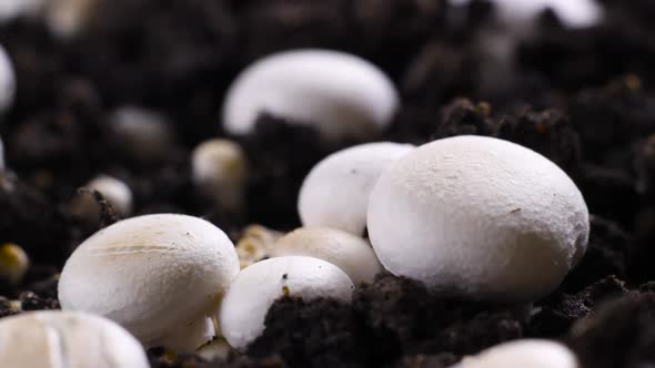 Mushrooms Growing Timelapse, Fresh Champignon Mushroom Sprout From the Ground