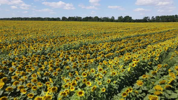 Large Field with Sunflowers on a Sunny Summer Day