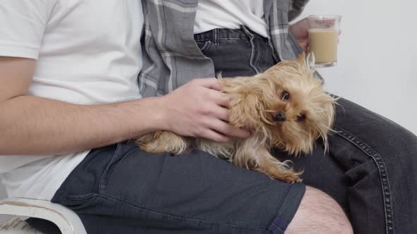 Yorkshire Terrier Lies on the Owner's Lap and Asks to Be Petted