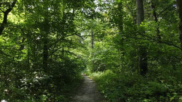 Green Forest with Trees By Day