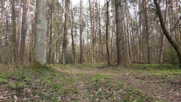 Road in the Forest During the Day Slow Motion