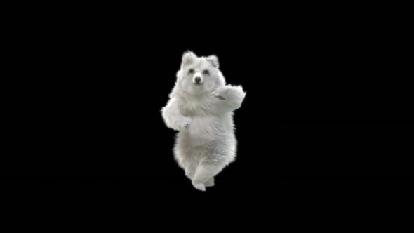 131 White Bear Dancing HD