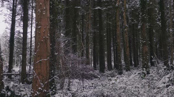 Trees in forest covered in heavy snow on a bright day 6