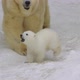A polar bear cub runs near she-bear in a winter - VideoHive Item for Sale