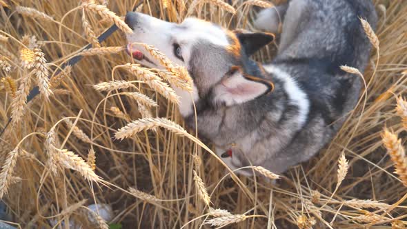 Close Up of Young Siberian Husky Sitting Among Tall Spikelets and Biting Wheat Ears at Meadow