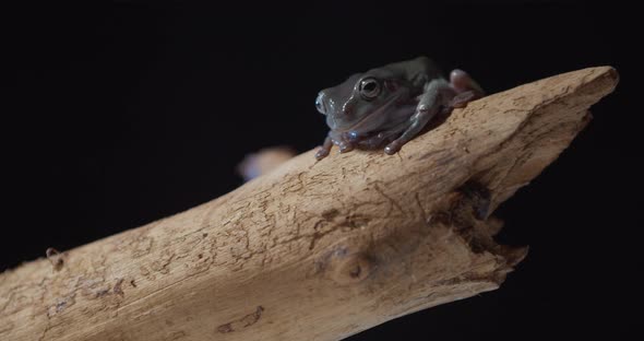 Adorable Gray Tree Frog with Big Eyes is Looking Around From a Tree Branch