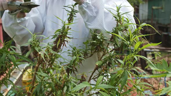 Close Up A Staff Used The Scissor To Cut The Marijuana Branch