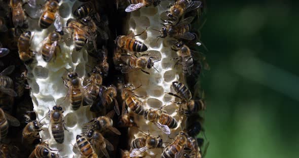 |European Honey Bee, apis mellifera, Bees on a wild Ray, Bees working on Alveolus