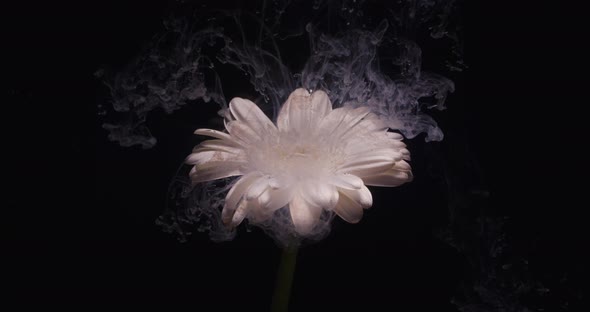 White Chrysanthemum Flower in a Water Aquarium