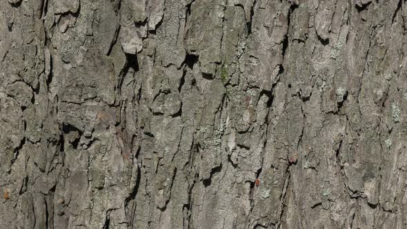 Tree bark sunny day autumn background 4K 2160p UHD footage - Bark close-up panning 4K 3840X2160 UHD 