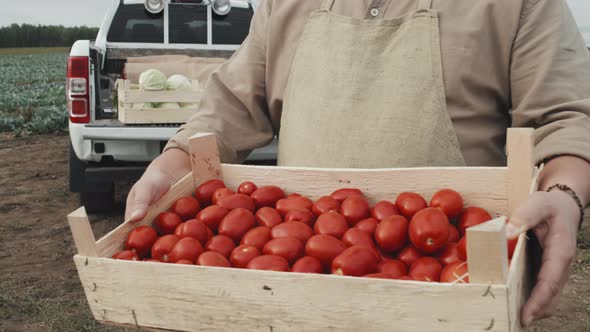 Holding Box of Ripe Tomatoes