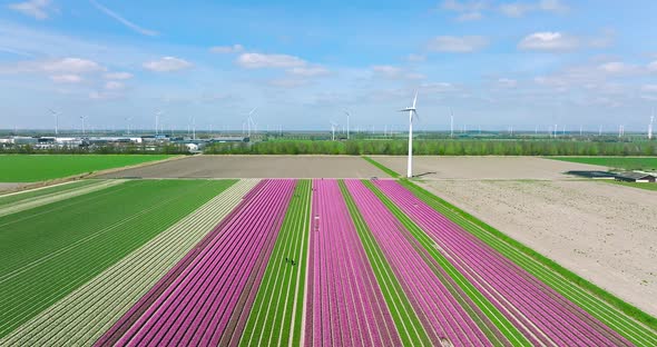 Row of Pink tulips and a wind turbine in Flevoland The Netherlands, Aerial view.