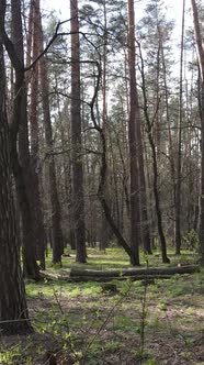 Vertical Video of Beautiful Forest Landscape Aerial View