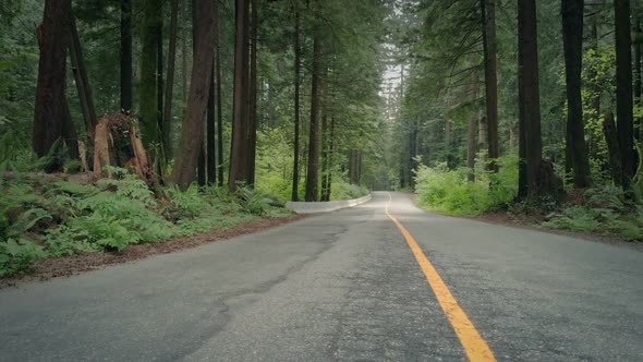 Moving Across Road Through The Forest