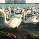Swans on the Lake on Sunset - VideoHive Item for Sale