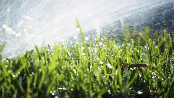 Spraying Water on Green Grass