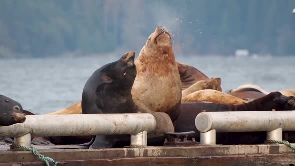 Sea lion on a dock sneezing