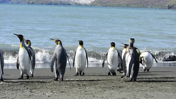 King Penguins on the Beach in South Georgia