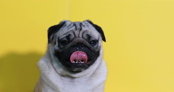 adorable dog pug breed making angry face and serious face on yellow background