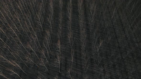 Aerial View of a Forest with Sunlight Penetrating Bare Branches of Leafless Trees in Spring Day