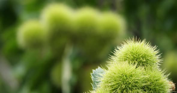 Chestnut trees, The Cevennes National park, Lozere department, France