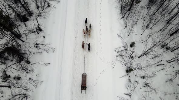 Drone Aerial View of Dogsledding Handler with Team of Trained Husky Dogs Mountain Pass Husky Dog