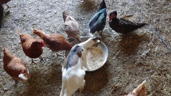 Hungry Baby Goat Eating with Chickens and Ducks