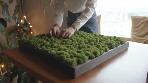 Closeup of Female Hands Straightening Bunches of Decorative Stabilized Moss in a Wooden Box