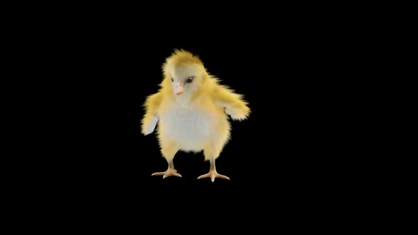 Baby Chicks Dancing HD