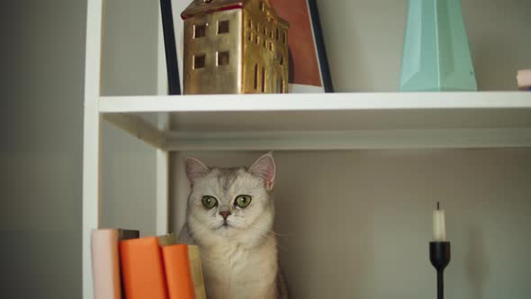 Cat Sitting on Shelf Closeup