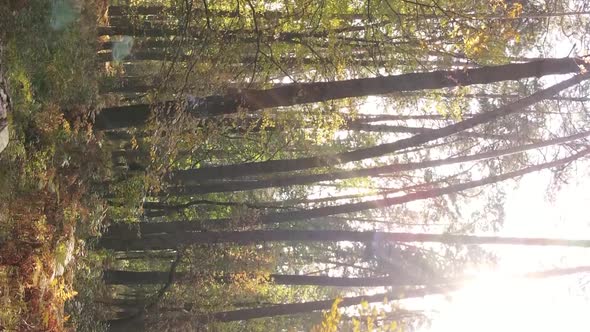 Vertical Video of Trees in the Forest in Autumn