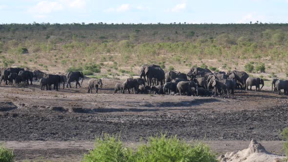 A new herd of African Bush elephants arriving at the waterhole