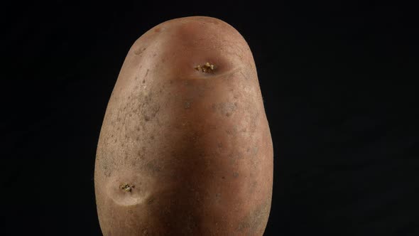 One Fresh Potato close up