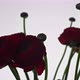 Romantic Bouquet of Fresh Red Blooming Ranunculus Over White Background - VideoHive Item for Sale