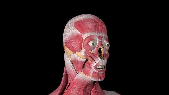 Orbicularis Oculis Muscles alt