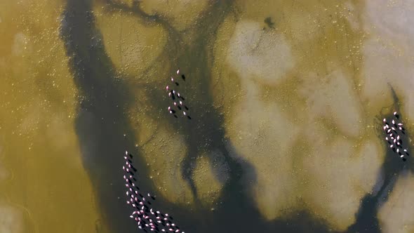 Sunrise View of Laguna De Canapa with Flamingo Bolivia Altiplano