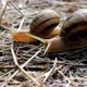 Two Snails Crawling Through The Dry Grass - VideoHive Item for Sale