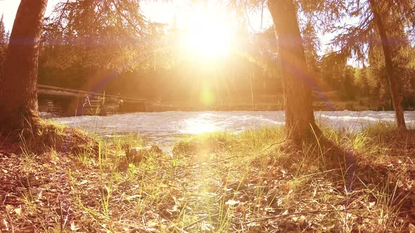 Meadow at Mountain River Bank