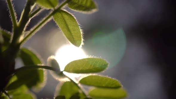 Sunbeam In The Leaves 3