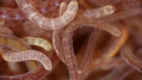 a Colony of the Worm Tubifex Tubifex, Which Is Used As Food for Fish