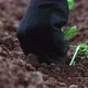 Planting Seedling - 4K - VideoHive Item for Sale