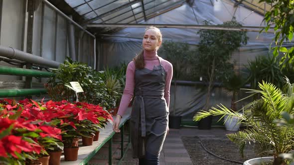 Young Female Florist with Ponytail in Apron Walking Among Rows of Flowers in Flower Shop or Market